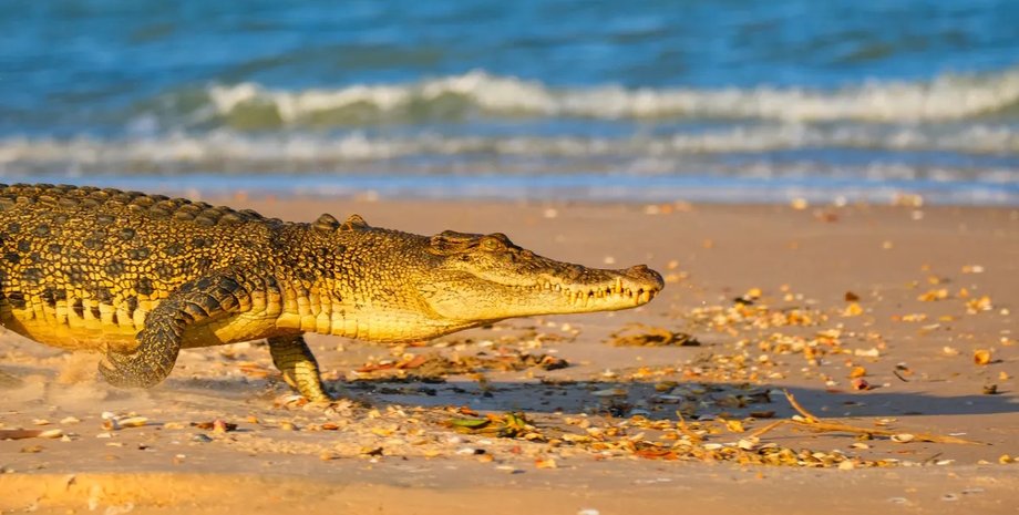 морський крокодил плаває