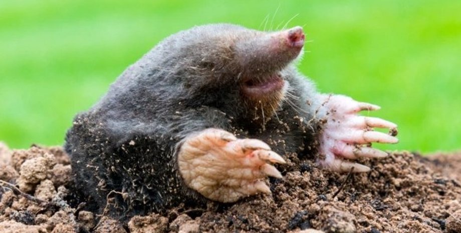 кріт, кріт новий вид