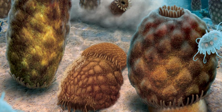 анемоны, медузы