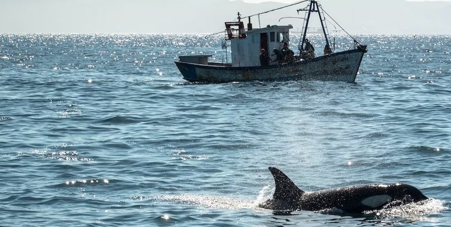 косатки, нападение косатки, косатки нападают на лодки