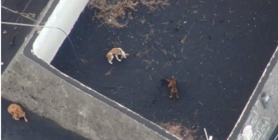 порятунок собак, вулкан Кумбре-В'єха, острів Ла-Пальма