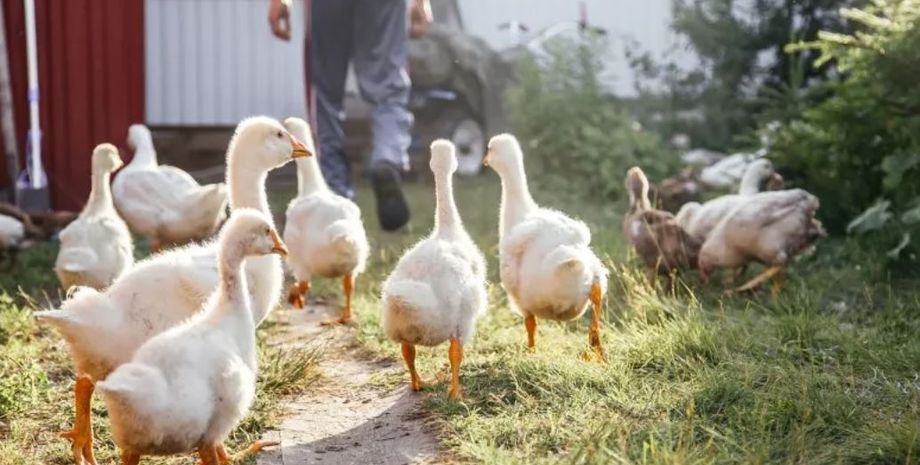 Господар показав, як гуси реагують на те, як він раптово втрачає свідомість, цікавий експеримент, прикол, курйози