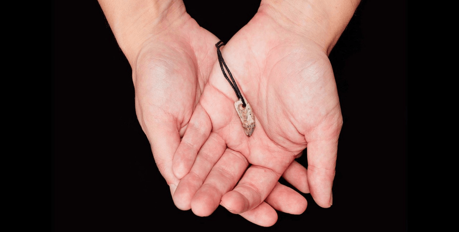 Зуб належав сірому тюленю