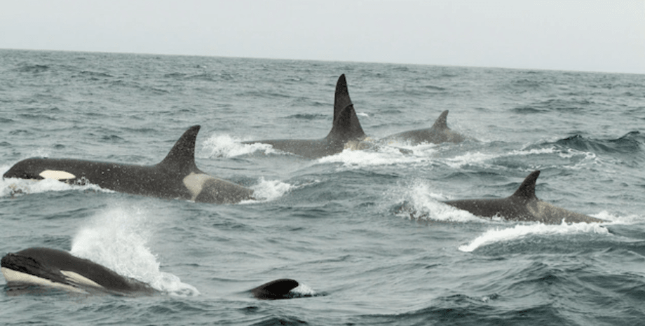 Стая косаток