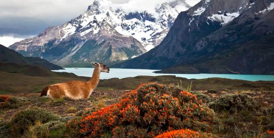 животные Южная Америка