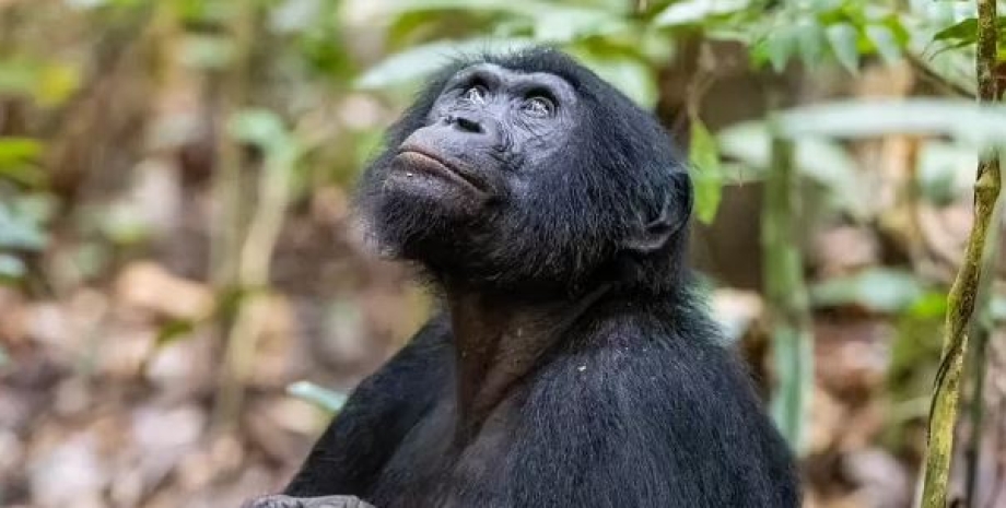 бонобо, мангуст