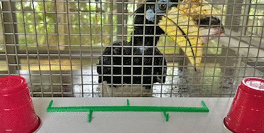 птицы носороги, когнитивный тест птицы