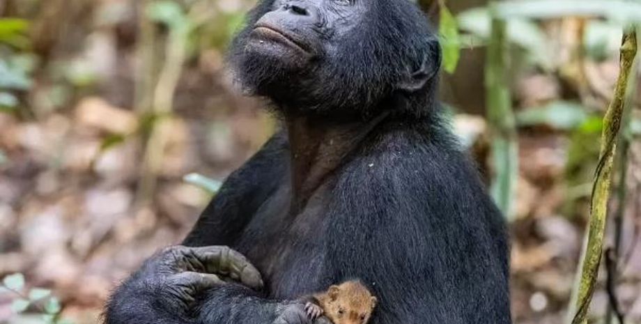 бонобо, мангуст