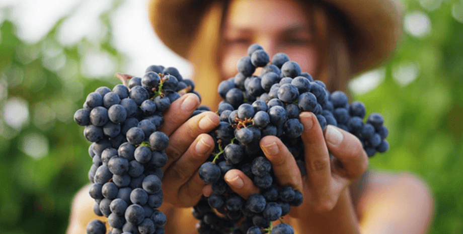 Синій виноград у руках дівчини Збір винограду