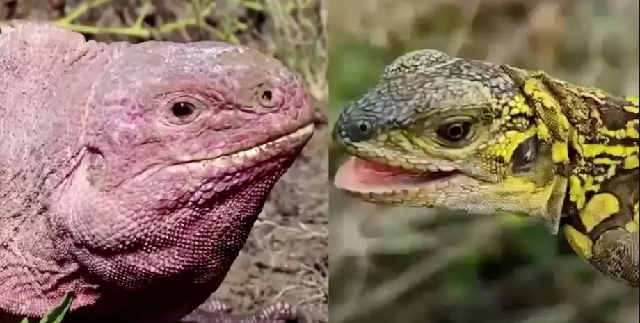 рожева ігуана