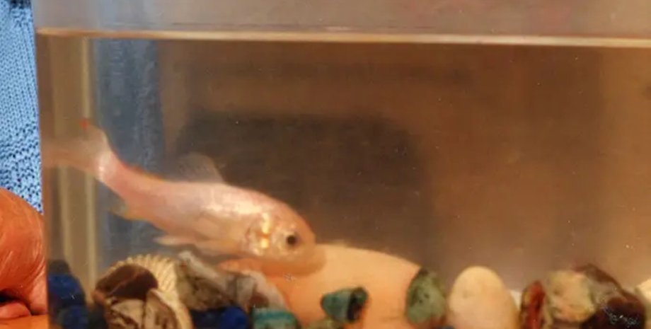 Найстаріша золота рибка, рекорд, книга рекордів Гіннеса, втратила забарвлення, 43-річна золота рибка, Тіш, прожила 43 роки