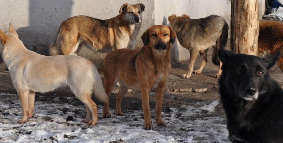 Фото из открытых источников