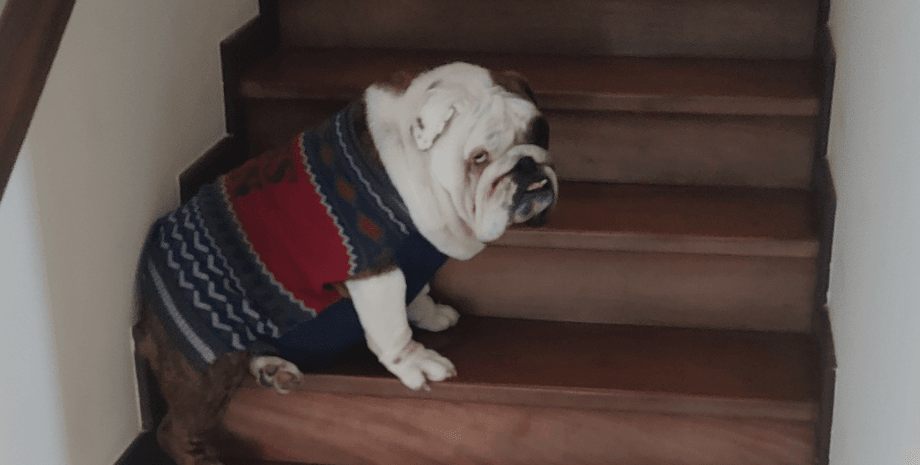 Домашняя камера cняла смешное падение собаки с лестницы, которое стало вирусным