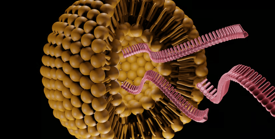 мрнк, клітина, рибосоми