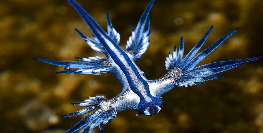 средиземное море драконы