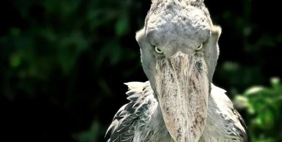 китоглав, птах китоглав