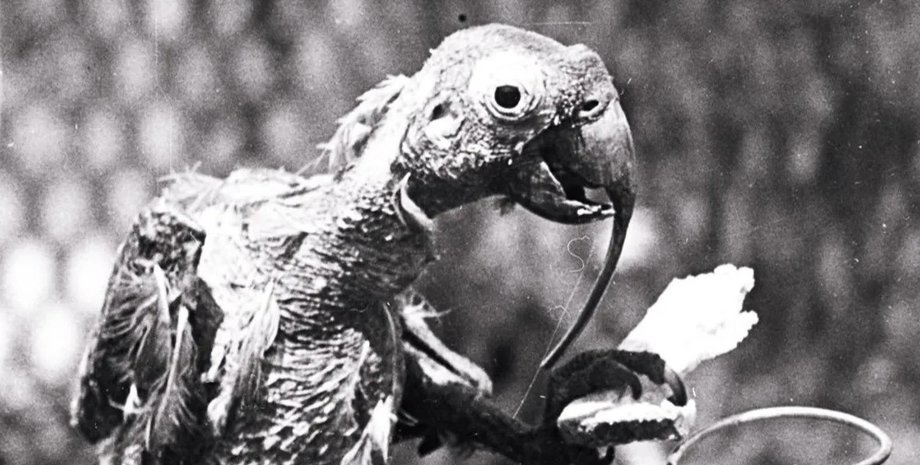 какаду, какаду коки, какаду коки беннет