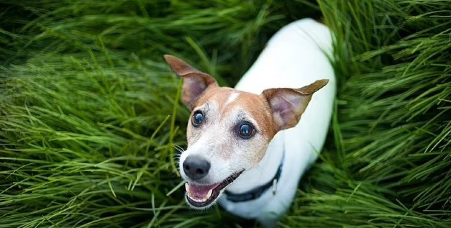 джек-рассел-терьер