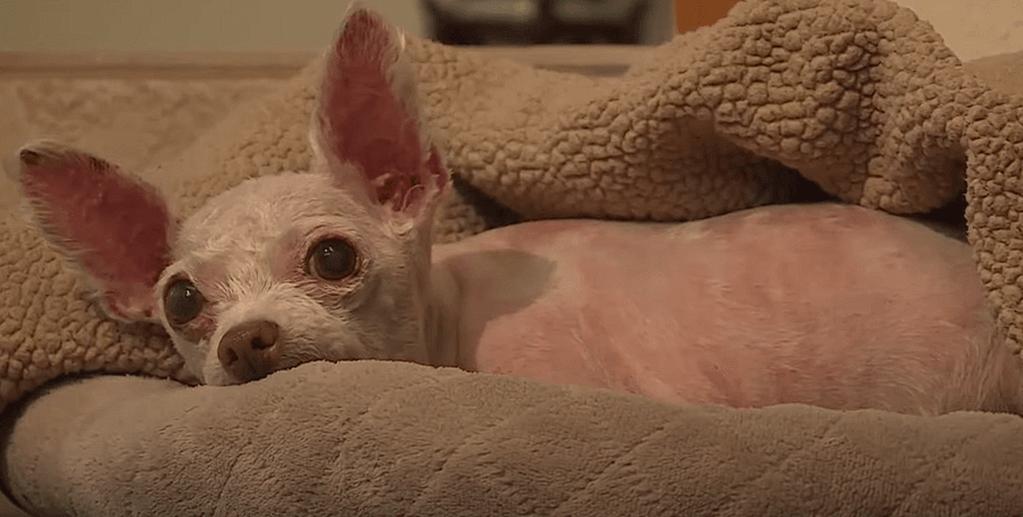 Собака зникла 9 років тому, чихуахуа, собака, тварина, домашня тварина, ветеринари знайшли тварину, мікрочіп, чіпування тварин