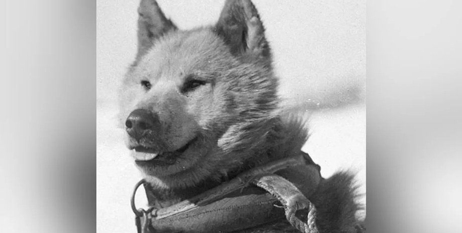 собаки антарктида собаки в антарктиде