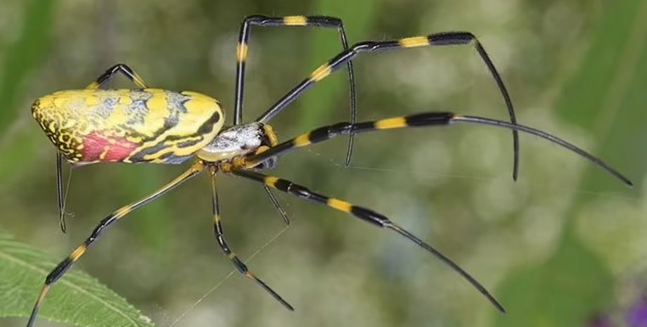 пауки, пауки дзеро