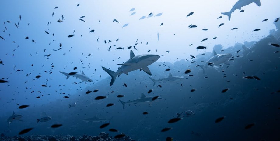 акулы в океане