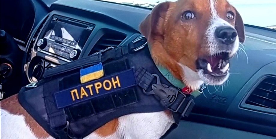 Пес Патрон, саперы, взрывотехники