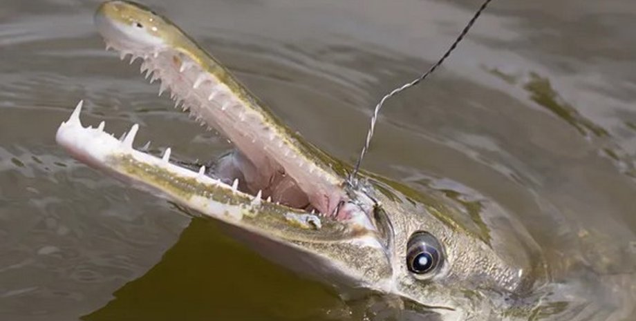 панцирна щука