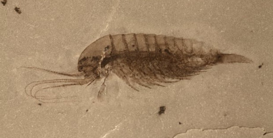 Fu et al., Science, 2019