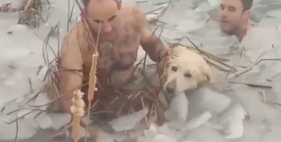 спасение собаки