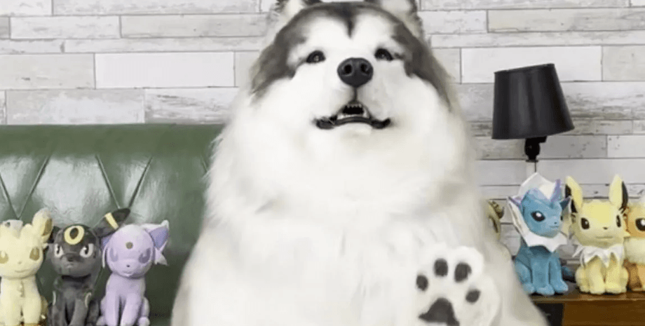 Хлопець у костюмі собаки, реалістичний костюм коллі, костюм хаскі, хлопець живе як собака, хоче жити як собака, люди хочуть стати тваринами