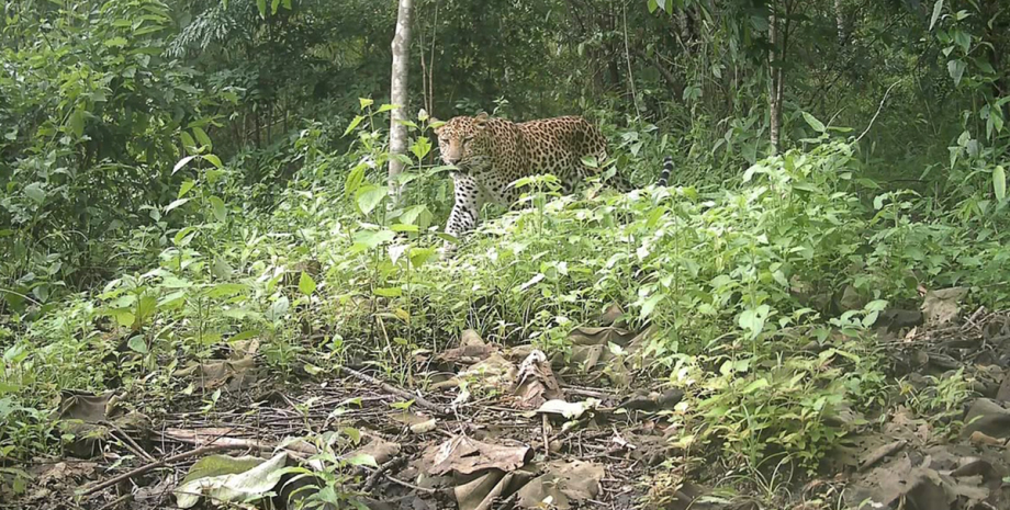 Усе ще існує в деяких куточках світу: дуже рідкісну кішку сфотографували на камеру (фото)0
