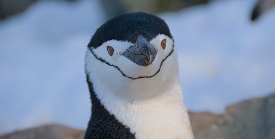 пінгвін, пінгвін спричинив аварію гелікоптера, пінгвін у Південній Африці, пінгвін спричинив аварію