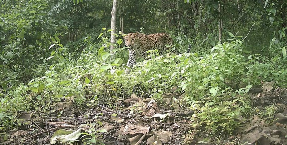 Исследователи засняли редкого леопарда