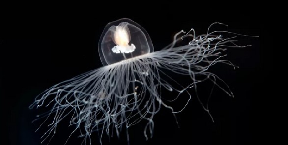 Безсмертна медуза