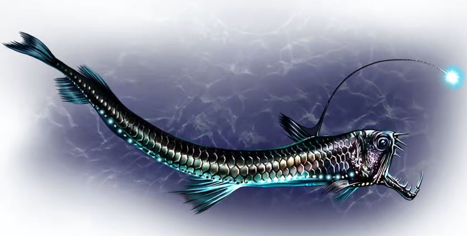 рыбы, глубоководные рыбы