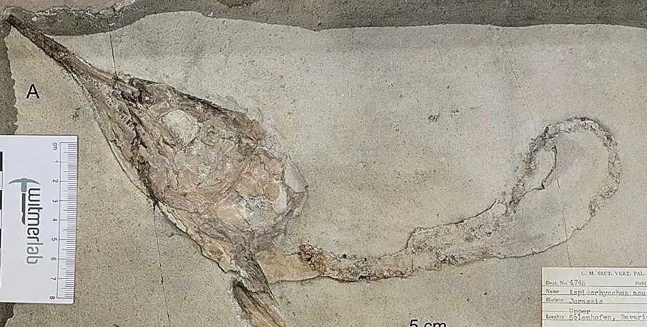 окаменелость, рыба, обезглавленная рыба, юрский период