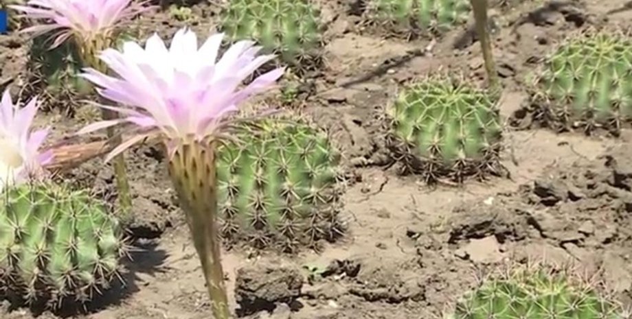 Фото: Скриншот