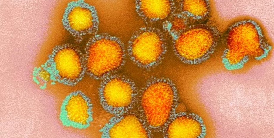 вірус собачого грипу