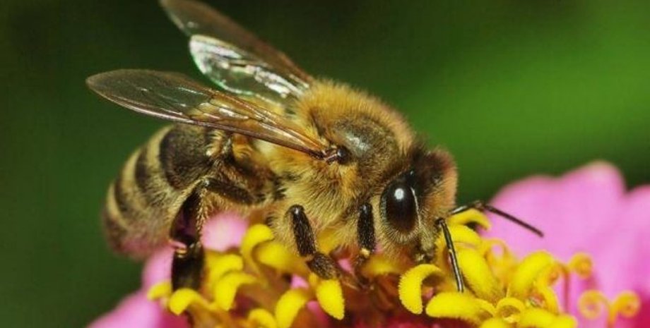 Фото: АиФ-Украина