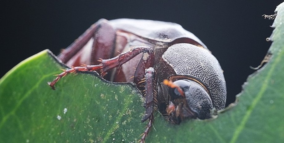 чорний жук, жук біологічний годинник
