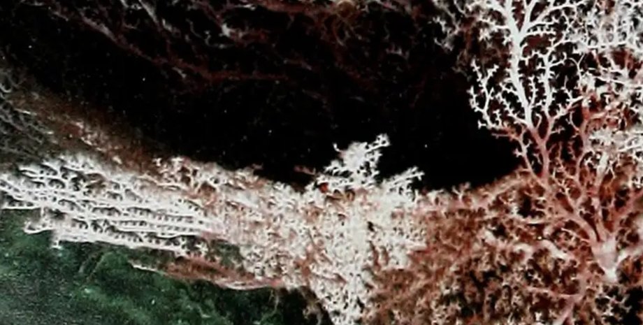 мікроби, надра землі