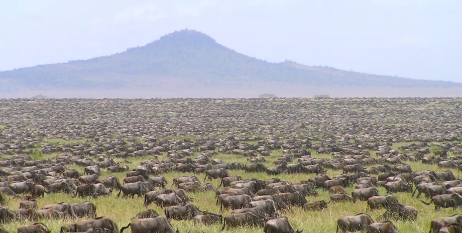 В Африці не дорахувалися 700 000 гну — куди поділися тварини0