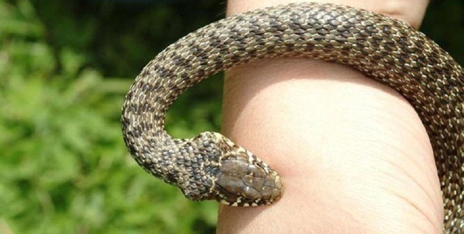 Фото: 05542.com.ua