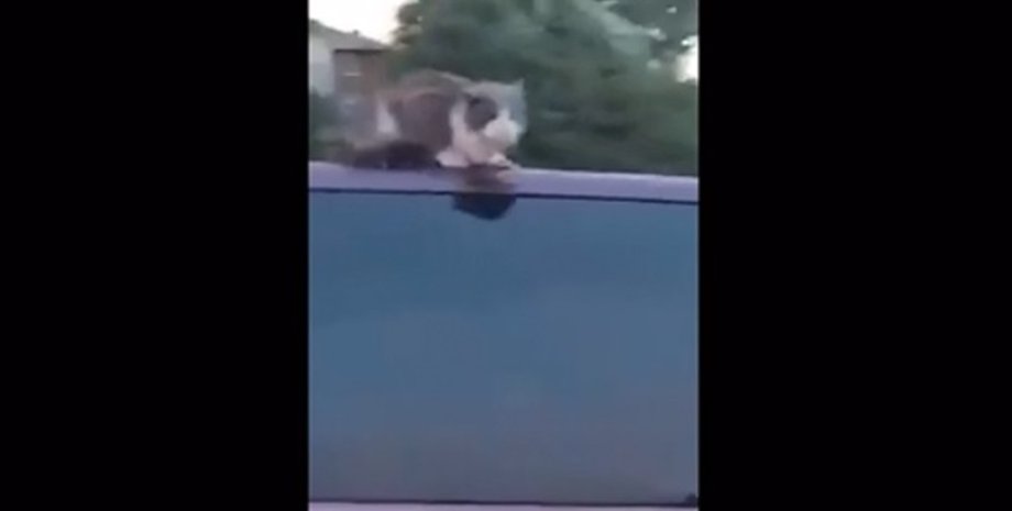 Фото: Скриншот