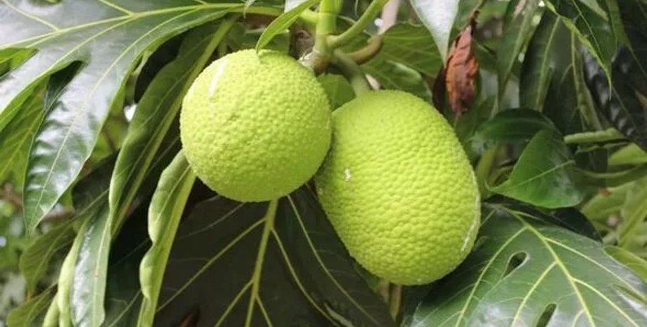 плоди хлібного дерева, хлібне дерево