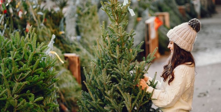 Новогодняя елка, елка, дерево, насекомые на дереве, тля, неприятная ситуация на рождество, рождественская елка, новогоднее дерево