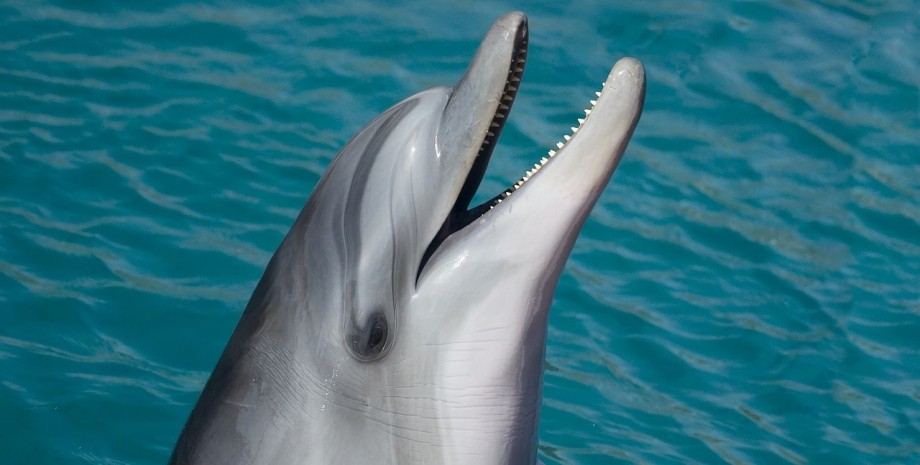 Дельфин, морское млекопитающее.