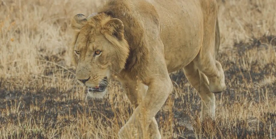 лев, африканський лев