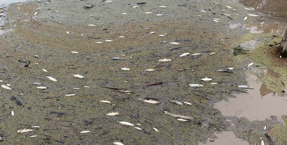 Фото: The Gardian